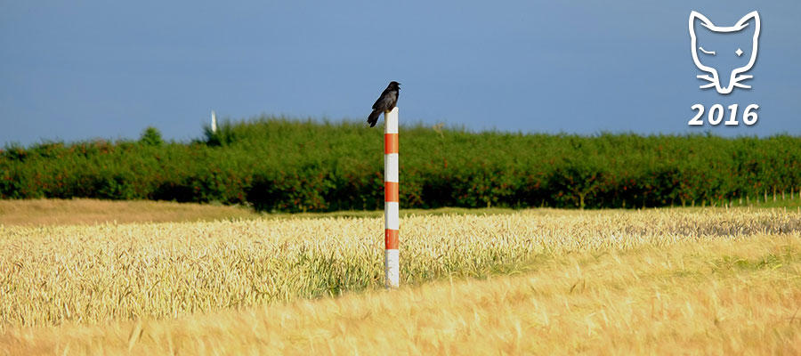 Krähe