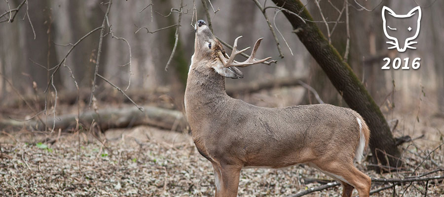 Hirsch im Wald