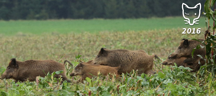 Jahresrückblick für Jagd und Natur: Dezember 2016