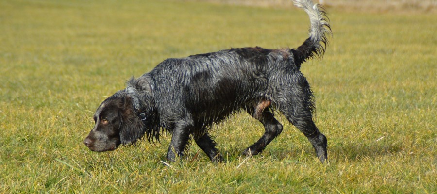 Unsere Jagdhunde (XXIV): Der Deutsche Wachtelhund