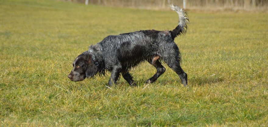 Der Deutsche Wachtellhund ist nass