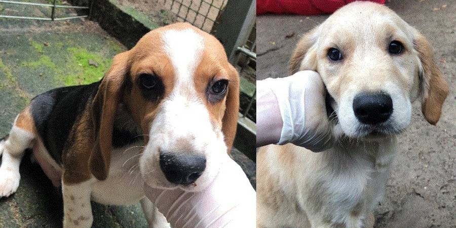 Diese Hundewelpen wurden im September in einem Hinterhof in Buchholz aufgefunden. (Fotos: Polizei)