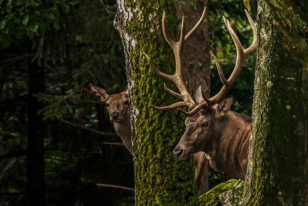 Rotwild / Foto: Werner Fischer