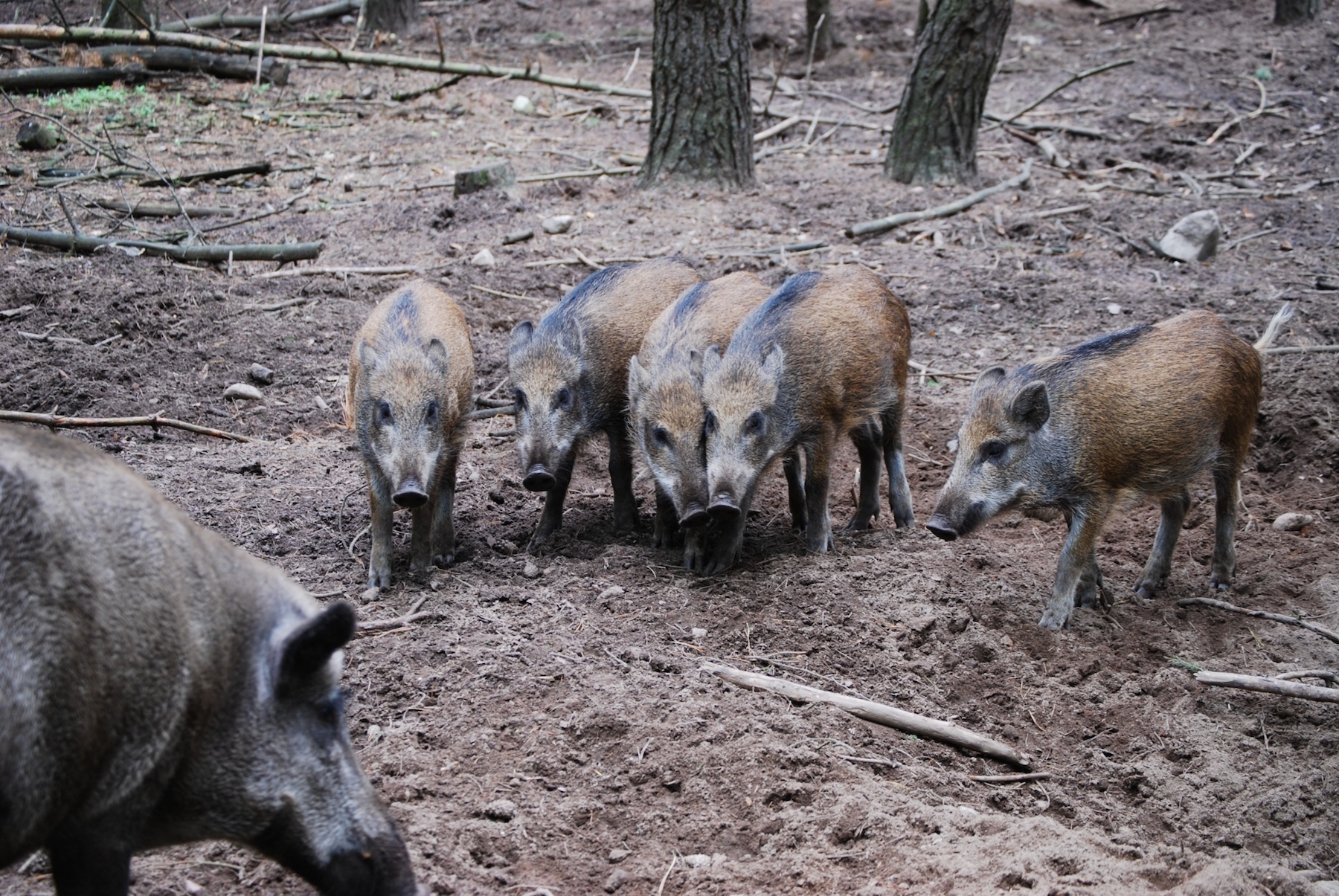 Wildschweine