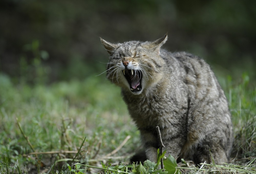 Eine gähnende Wildkatze (Felis silvestris)