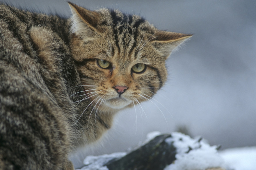 Europäische Wildkatze im Portrait