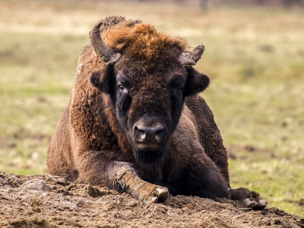 Ein Wisent liegt im Offenland.