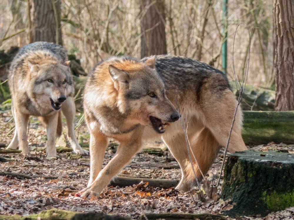 Wolfsduo fletscht die Zähne