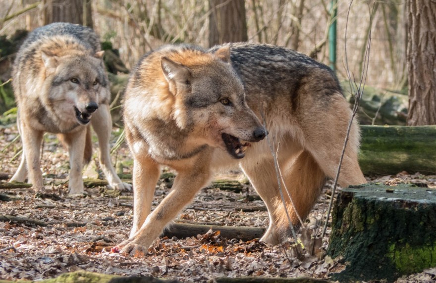 Zwei Wölfe im Wald
