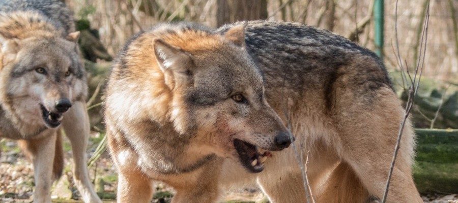 Die Wolfsangst und die Rechtsparteien