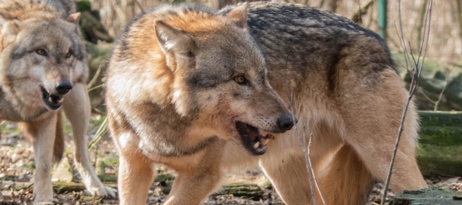 Wölfe: Der Total-Schutz bröckelt