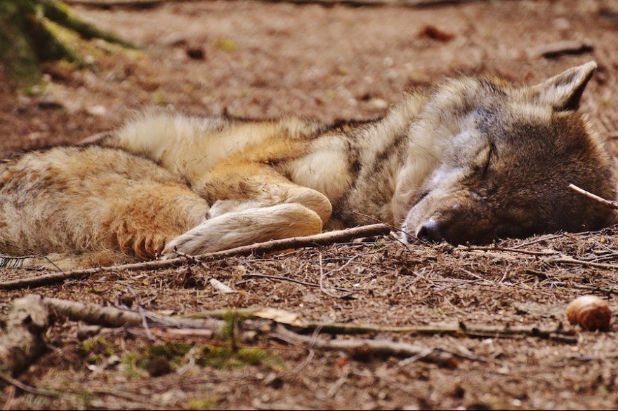 Schlafender Wolf