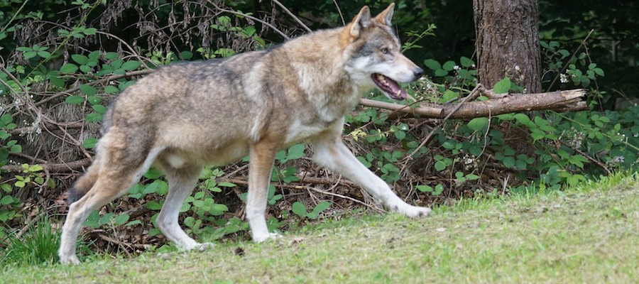 Wolfsfan bringt Wolf in Lebensgefahr