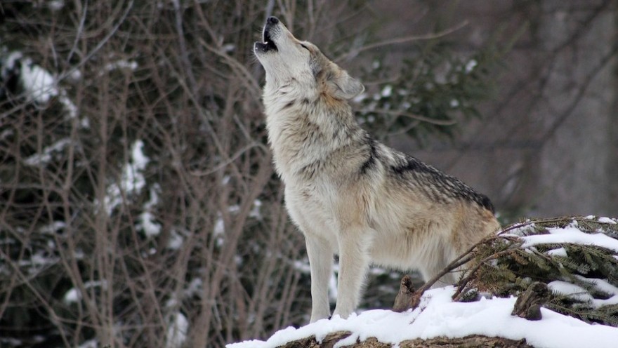 Heulender Wolf im Schnee