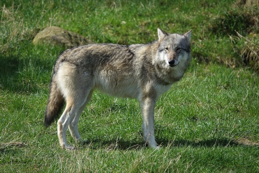 Wolf beäugt die Umgebung