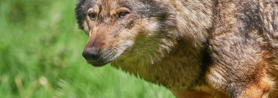 Wolf reißt auch die zweite Kita-Ziege