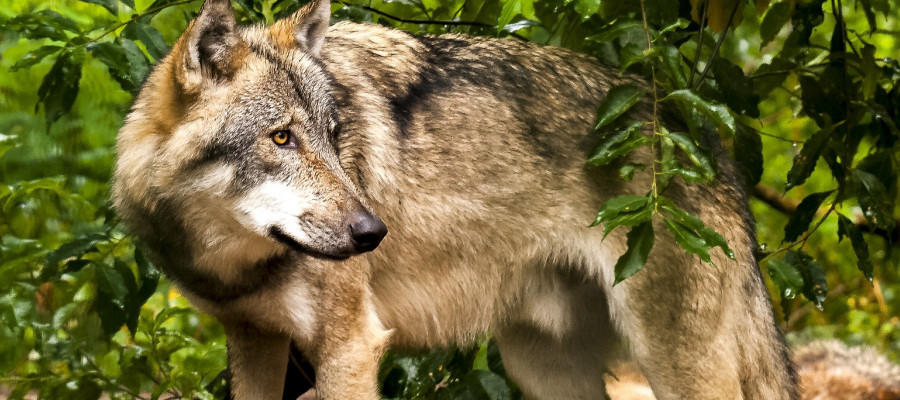 Aktives Wolfsmanagement gefordert