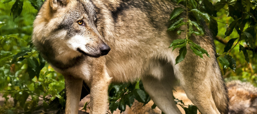 Nordrhein-Westfalen weist erstes „Wolfsgebiet“ aus