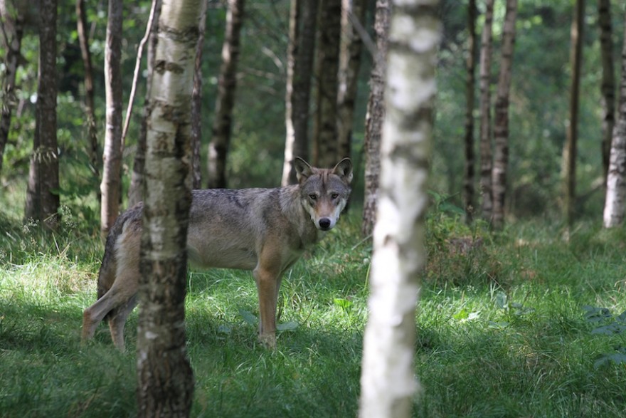 Wolf auf der Pirsch