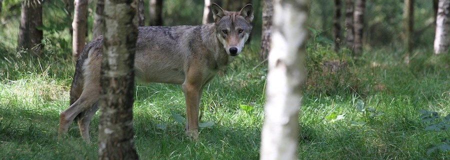 Amtliches zum Thema Wolf verwundert und empört