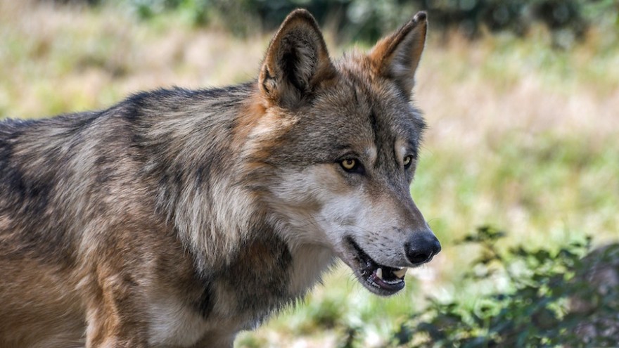 Wolf auf der Lauer