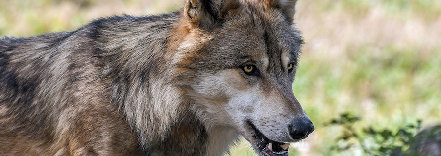 Dänischer Jagdgast erschießt Wolf – Verfahren eingestellt