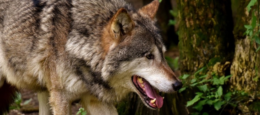 Schwede steht nach Wolfsabschuss vor Gericht