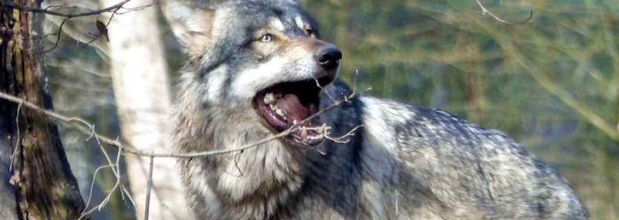Die Wölfe und der Artenschutz