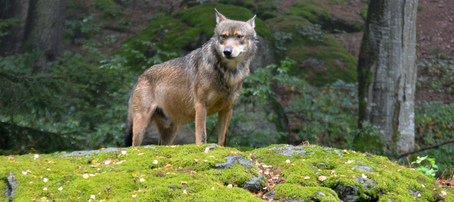 Allgäuer Jäger fordern wolfsfreie Zone