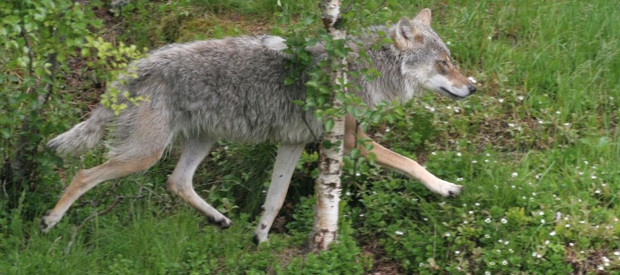 Mordlust in der Wolfsgemeinde
