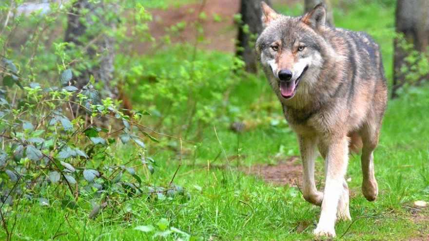 Ein einzelner Wolf kann an einem Tag bis zu 72 Kilometer zurücklegen und ist daher schwer zu finden (Symbolbild: © v. Schenck / Wildpark Eekholt).