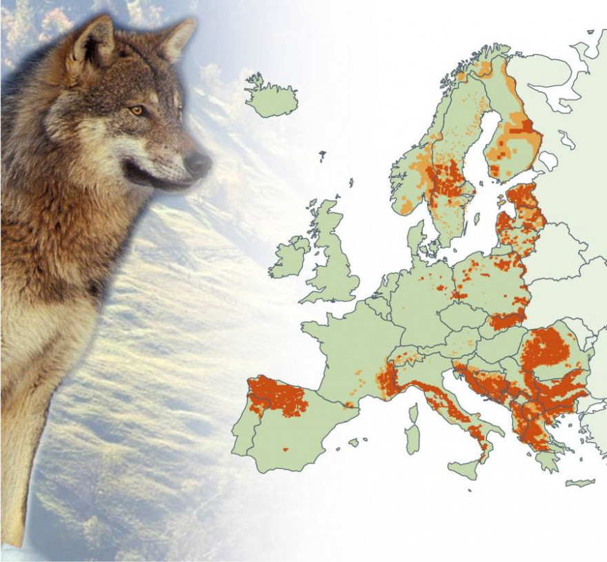 Verbreitung des Wolfes in Europa (Grafik: ec.europa.eu)