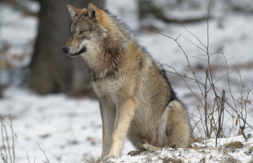 Wolf im Schnee