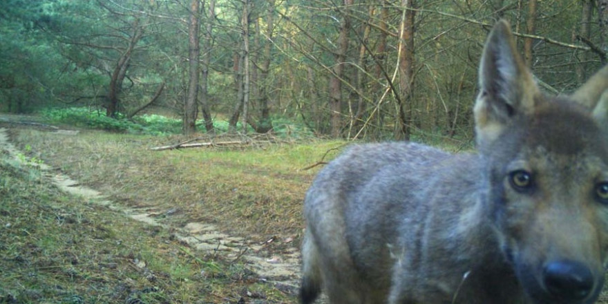 Wolfswelpen an der Müritz, in Torgelow und Jasnitz gesichtet Foto: Nationalparkamt Müritz