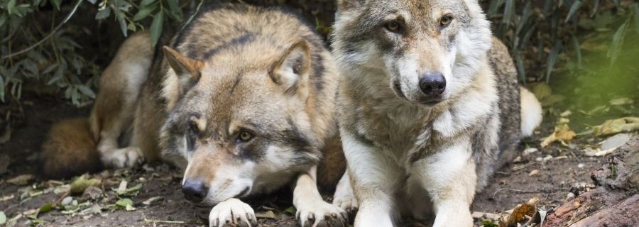 Dänen wollen Wölfe einsperren