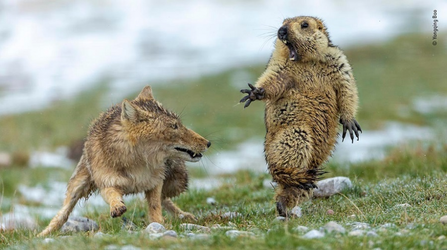 Quelle: © Yongqing Bao - Wildlife Photographer of the Year