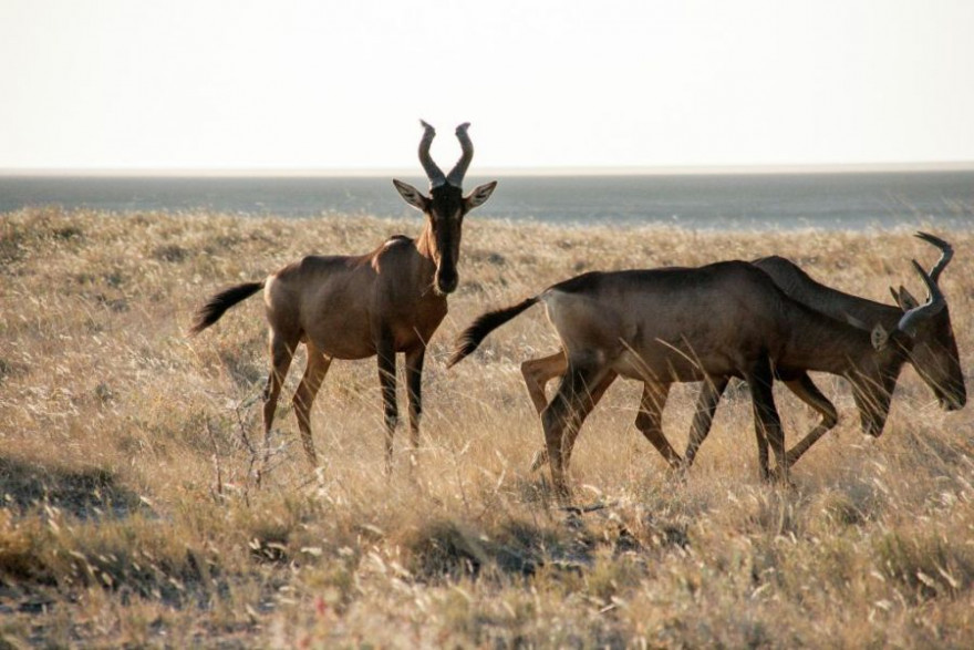 Namibia blickt auf fast 40 Jahre Erfahrung in der nachhaltigen Nutzung seiner Wildtierbestände zurück.