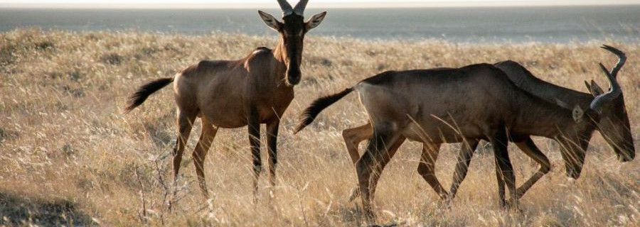 Namibia bekennt sich zur Bedeutung der Jagd