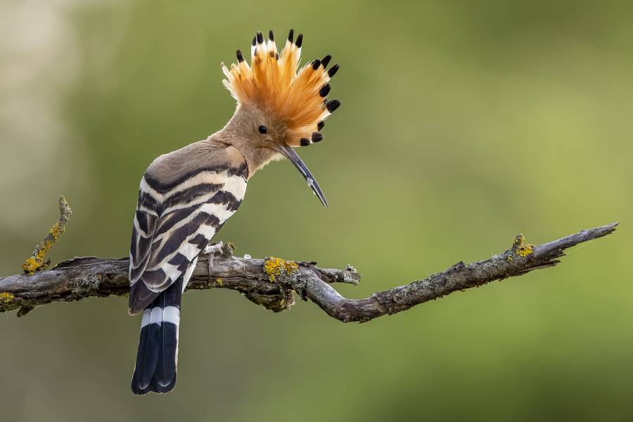 Der Wiedehopf ist der Vogel des Jahres 2022 (Bildrechte: NABU/CEWE/Paul Gläser; Fotograf: Paul Gläser)