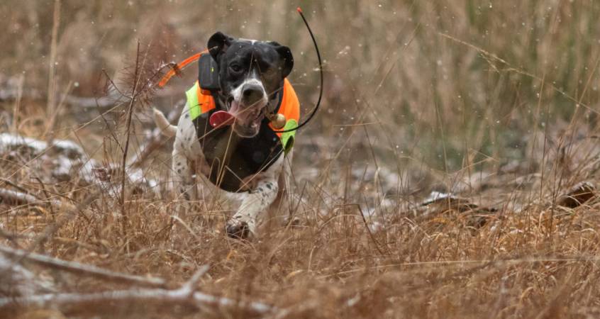 Jagdhund auf der Drückjagd (Foto: Michael Schlenther/misch-art)