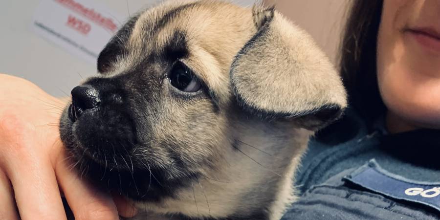 Ein Hundewelpe in der liebevollen Obhut einer Polizistin (Foto: Polizei)