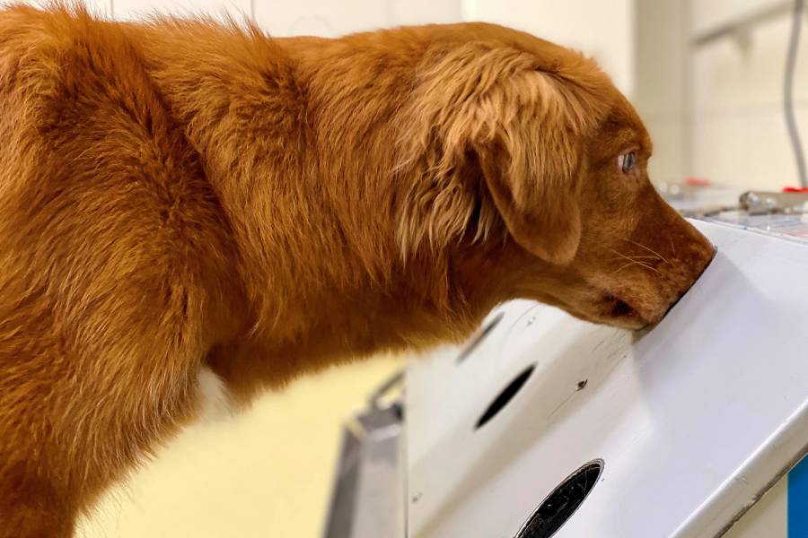 Hund Otto im Einsatz. (Foto: © Sebastian Meller)