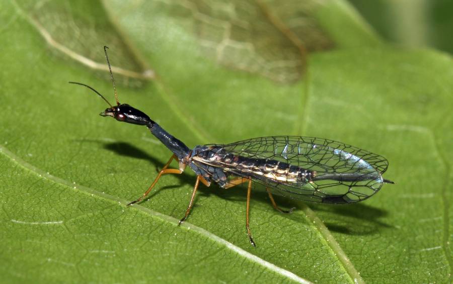 Das Insekt des Jahres 2022: Die Schwarzhalsige Kamelhalsfliege Venustoraphidia nigricollis. (Foto: Harald Bruckner)