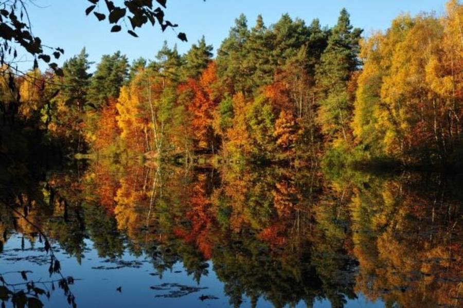 Herbstlicher Mischwald am Wasser (Bild: Wald und HolzNRW/ Uwe Schölmerich)