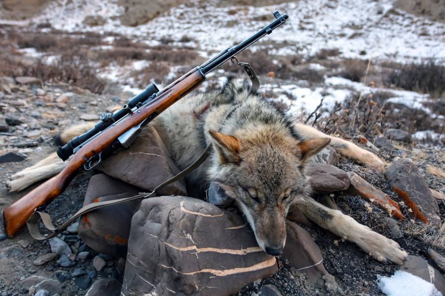 Ein erlegter Wolf (Symbolbild: iStock)