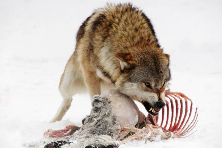 Wolf an einem Riss (Symbolbild: iStock/ Jana Mechmershausen)