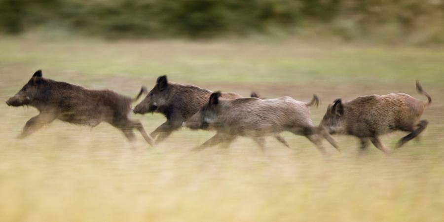 Vier hoch flüchtige Wildschweine (Symbolbild: iStock/Jevtic)