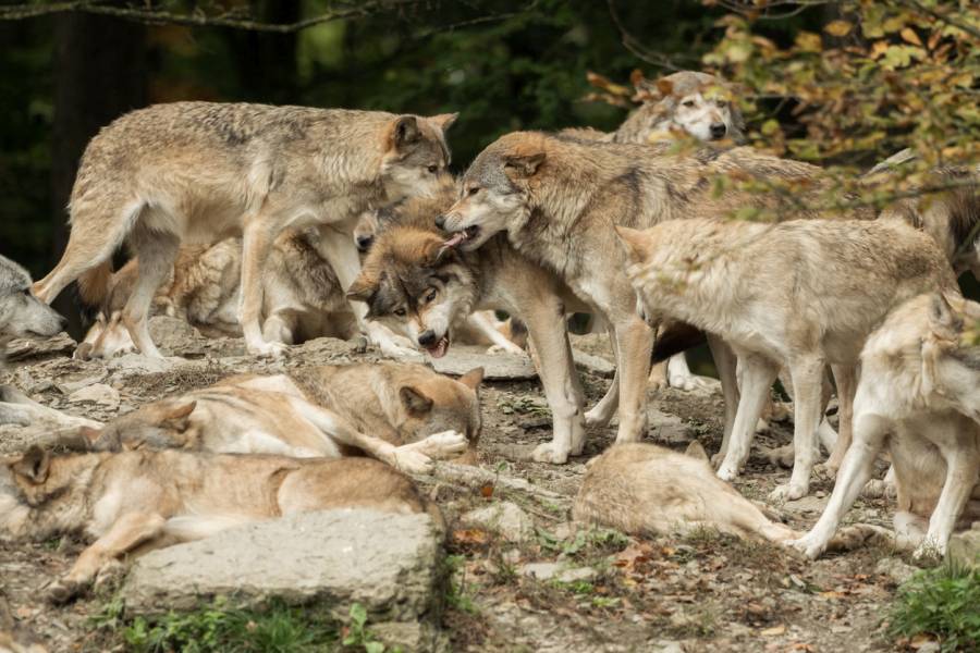 Wolfsrudel auf einem Felsen (Symbolbild: Sandra Dombrovsky)