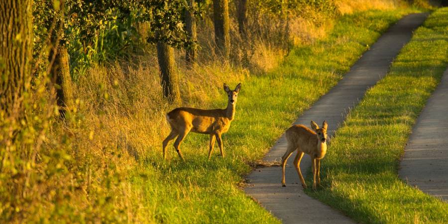 Ricke mit einem Kitz auf einem Feldweg (Symbolbild: Picmic)