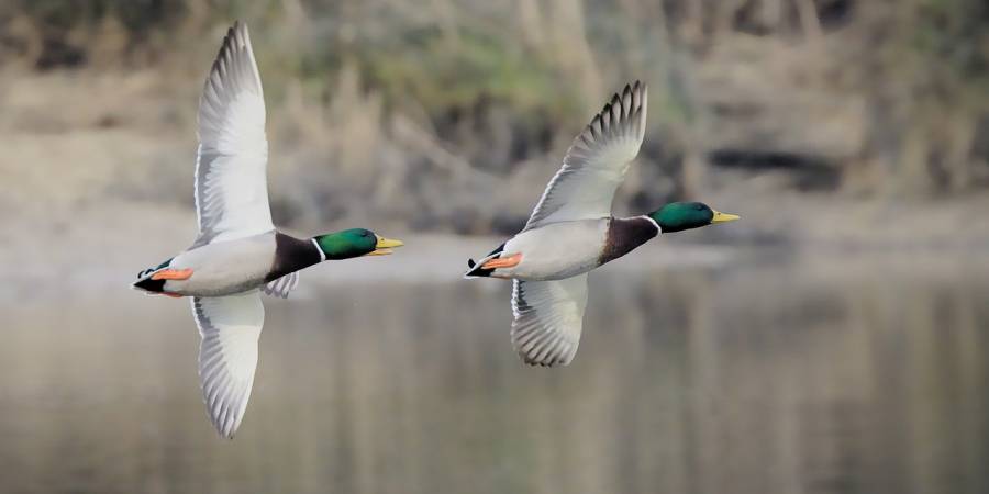 Stockenten im Flug (Symbolbild: DerWeg)